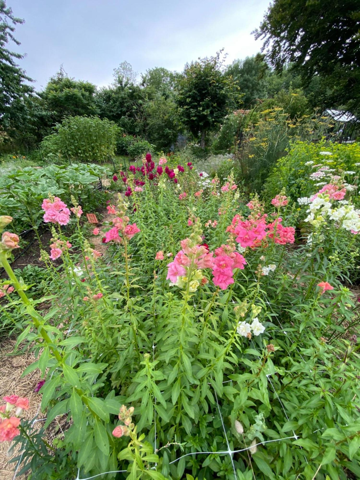 Blomstertantens Hus Trelleborg Exterior foto