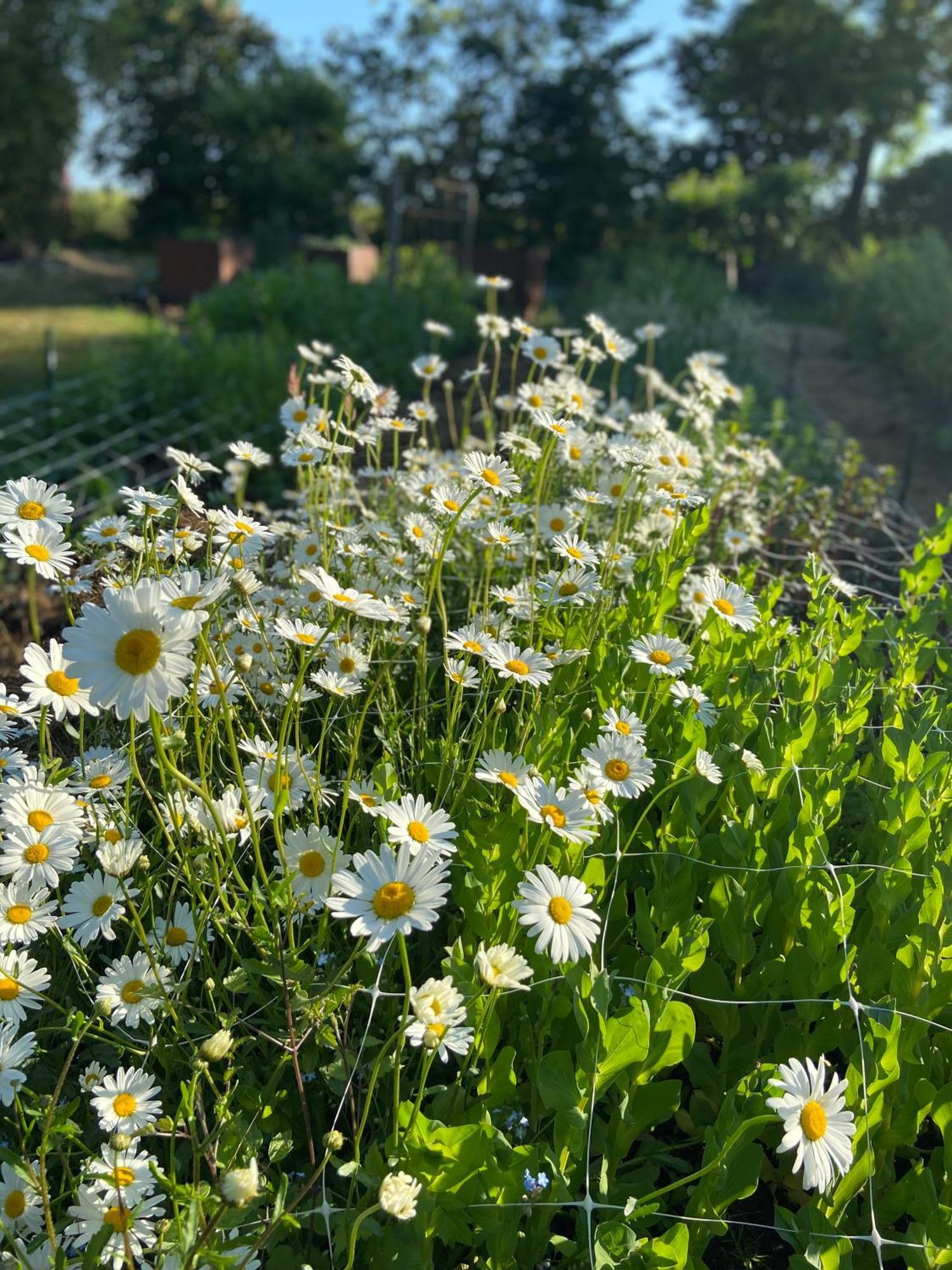 Blomstertantens Hus Trelleborg Exterior foto